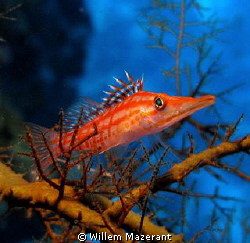 Coral climber by Willem Mazerant 